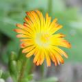 Delosperma gialli