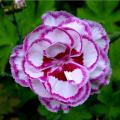 Dianthus - Garofani