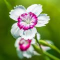 Semi di Garofano Dianthus