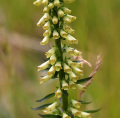 Digitalis gialle