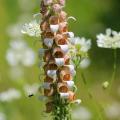 Digitalis selvatiche