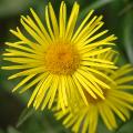 Doronicum