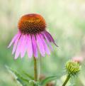 Echinacea rosa