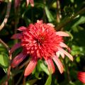 Echinacea