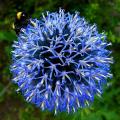 Echinops