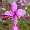 Epilobium - Epilobio