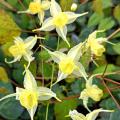 Epimedium