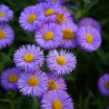 Erigeron - Cespica