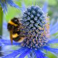 Eryngium