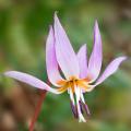 Dente di cane - Erythronium