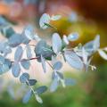 Gunn's Eucalypti, round-leaved eucalypti