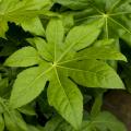 Fatsia