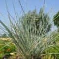 Festuca