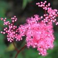 Filipendula