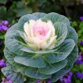 Brassica - Cavolo ornamentale