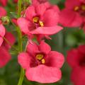 Diascia annuali