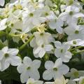 Tabacco ornamentale - Nicotiana