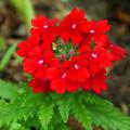 Verbena annuale