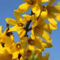 Forsythia - Forsizia