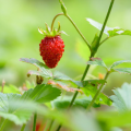 Fragoline di bosco