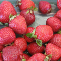 Fragole Bio