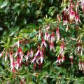 Fuchsia arbustive