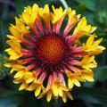 Gaillardia