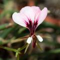 Semi di Gerani - Pelargonium