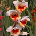 Gladioli Butterfly