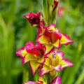 Gladioli rustici