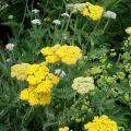 Semi di Achillea