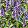 Semi di Agastache