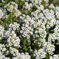 Semi di Alyssum