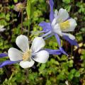 Semi di Aquilegia