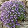 Semi di Aubretia