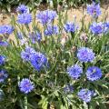 Semi di Centaurea - Fiordaliso