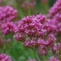 Semi di Centranthus - Valeriana da giardino