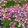 Semi di Nemesia