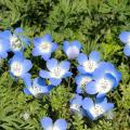 Semi di Nemophila