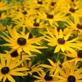 Semi di Rudbeckia