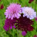 Semi di scabiosa