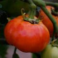 Semi di pomodori a frutto grande