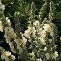 Semi di Verbascum