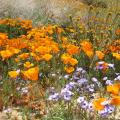 Semi di papavero della California (Eschscholzia)