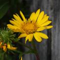 Grindelia