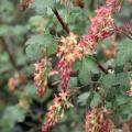 Ribes (Uva spina) da fiore