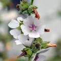 Althaea