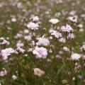 Gypsophila - Velo da sposa