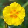 Helianthemum - Eliantemo