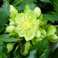 Helleborus (x) sternii